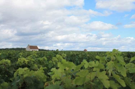 producteur de vin de Touraine, Touraine Oisly et Crémant de Loire