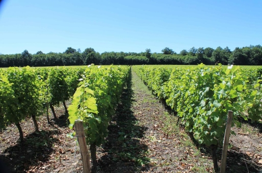 producteur de vin de Touraine, Touraine Oisly et Crémant de Loire