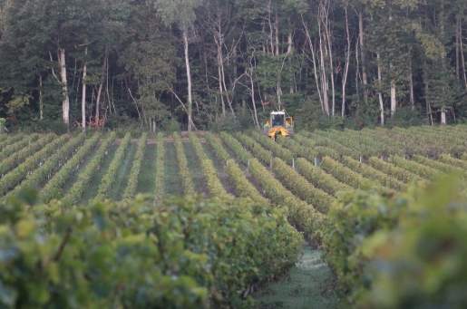 producteur de vin de Touraine, Touraine Oisly et Crémant de Loire